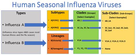 types of flue gas|list of flu viruses.